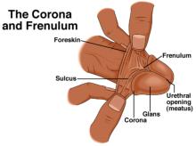 Corona and frenulum of intact penis (uncircumcised)